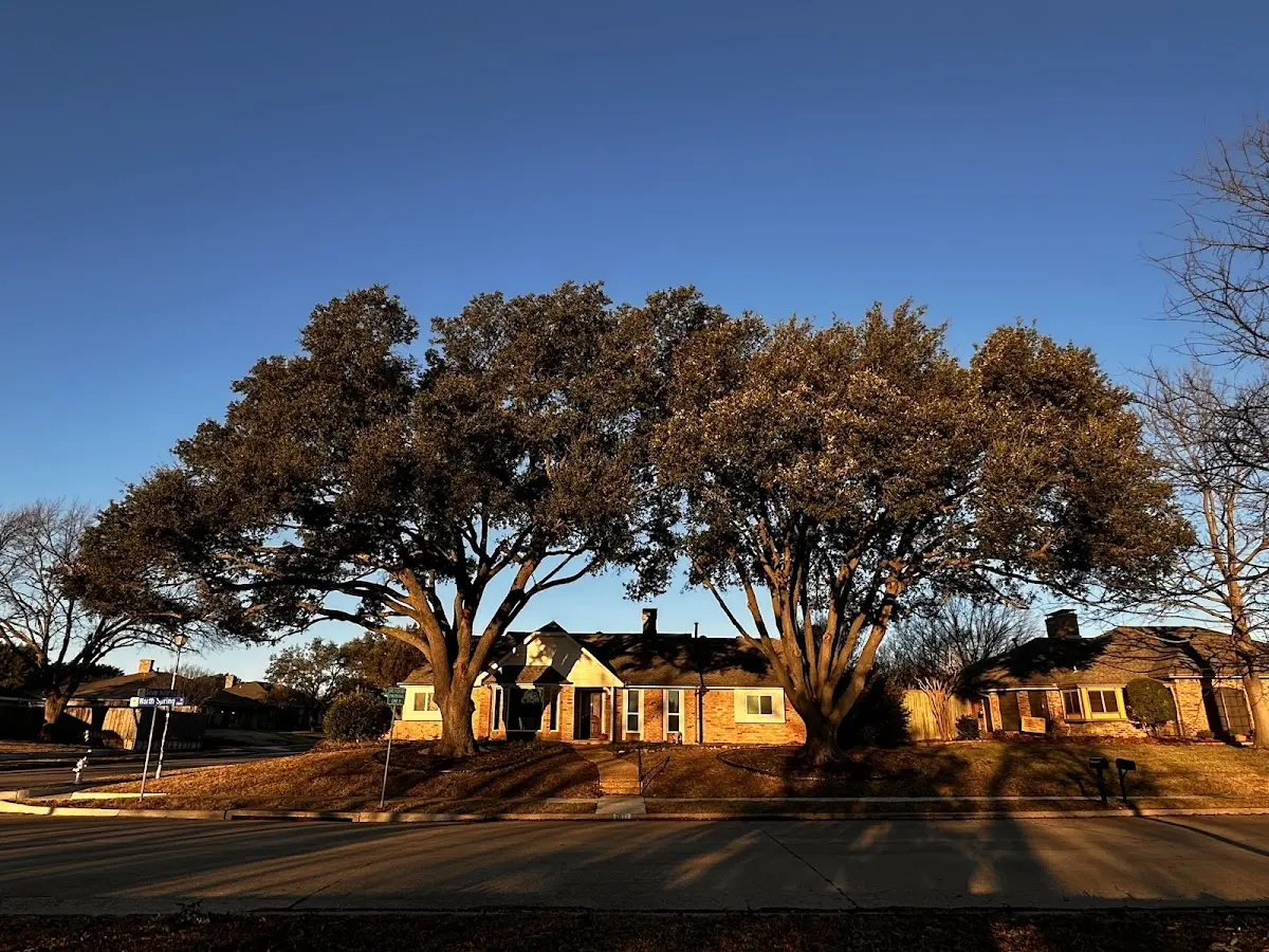 Established residential canopy tree shading a home in Cumbola